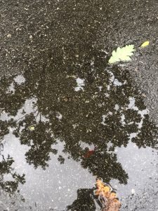 Lietaus balutėse – netikėti atradimai – nuotrauka